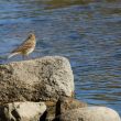 Pipit farlouse